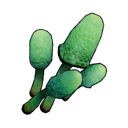洞穴蘑菇