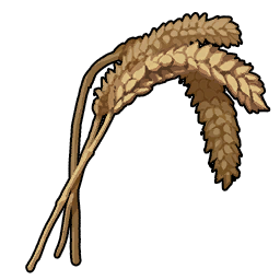 小麥