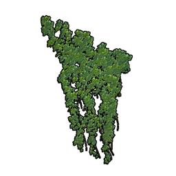 懸掛式觀葉植物套組